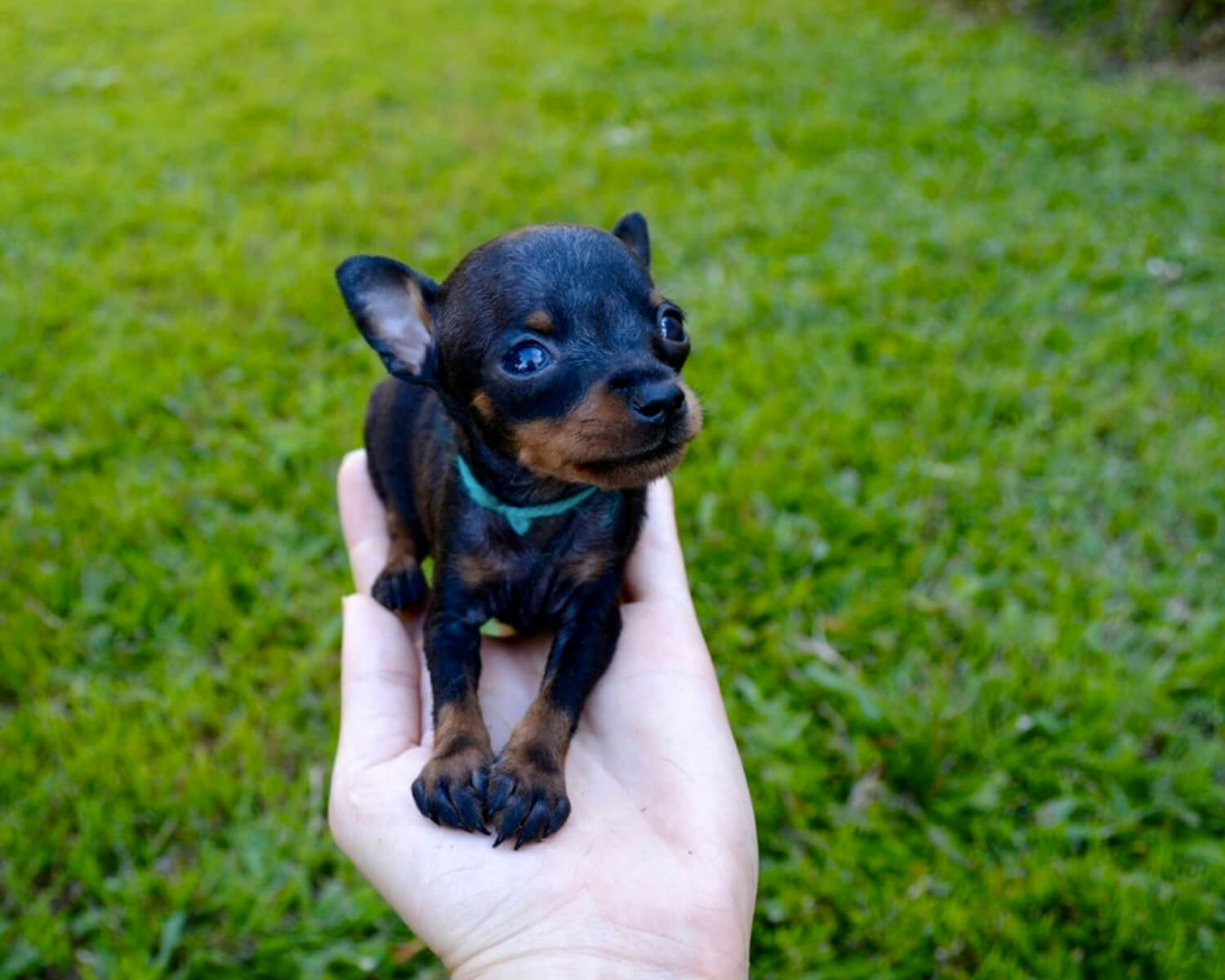 🐶 Пражский крысарик ️ Все о домашних животных My-Pets.info